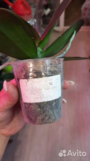 Фаленопсис Мандала