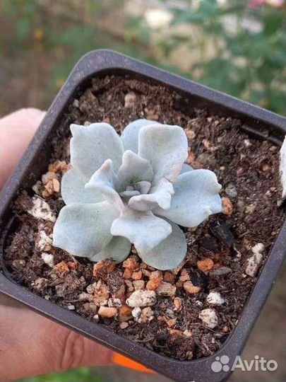 Echeveria Crispate Beauty