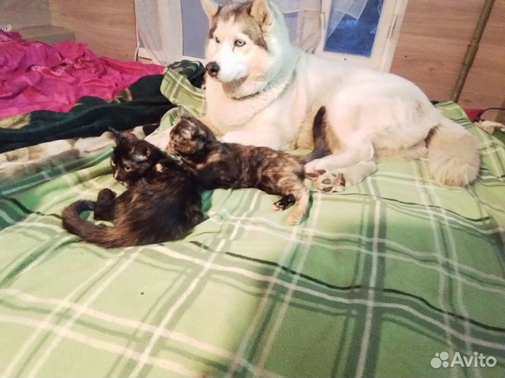 Котята(девочки) очень ищут дом. Москва(Одинцово)