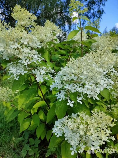 Гортензия метельчатая