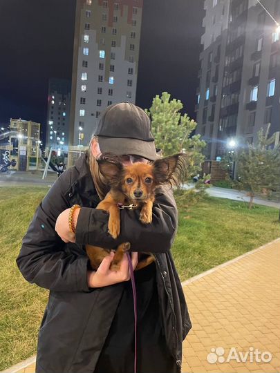 Выгул собак