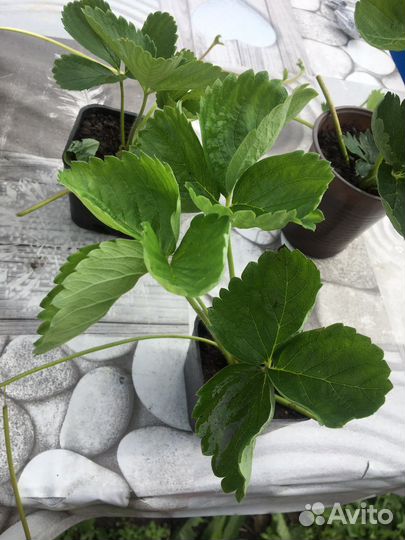 Клубника рассада Джоли