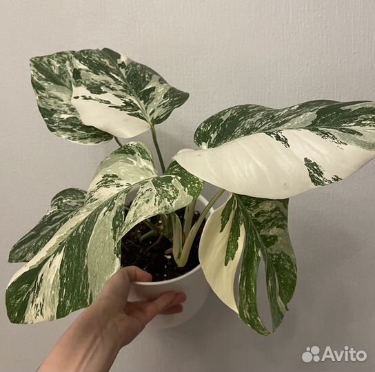 Монстера вариегатная альба