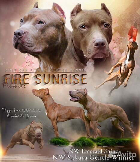 Щенки американского питбультерьера