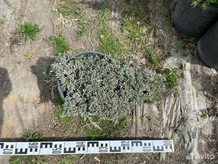 Можжевельник горизонтальный Айс Блю