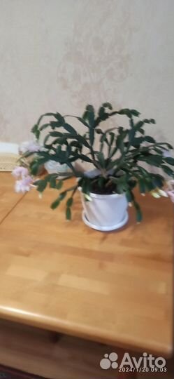 Продам цветы в горшках. Декабрист, фиалка