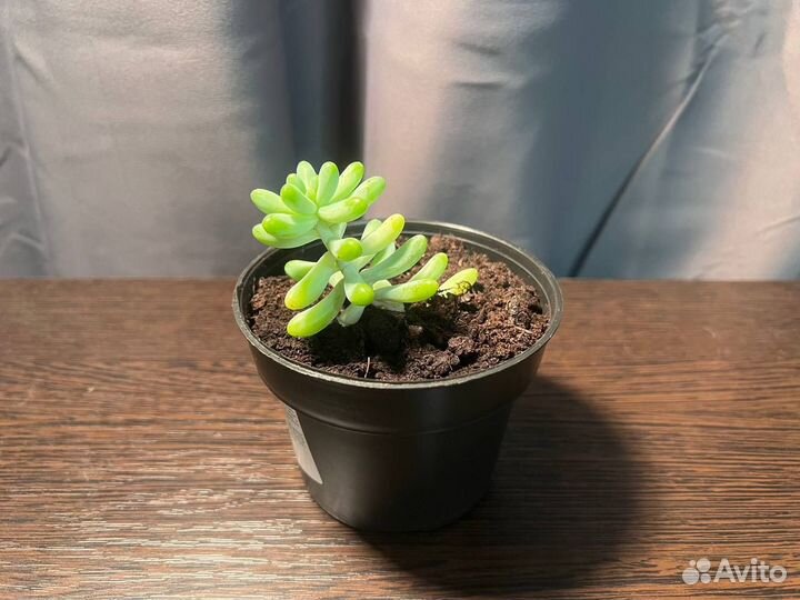 Суккулент Седум пахифиллюм