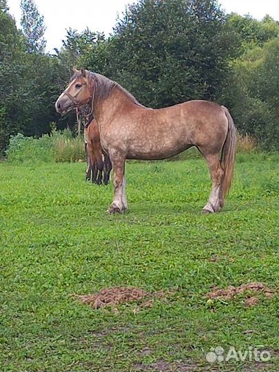 Продам двух кобыл