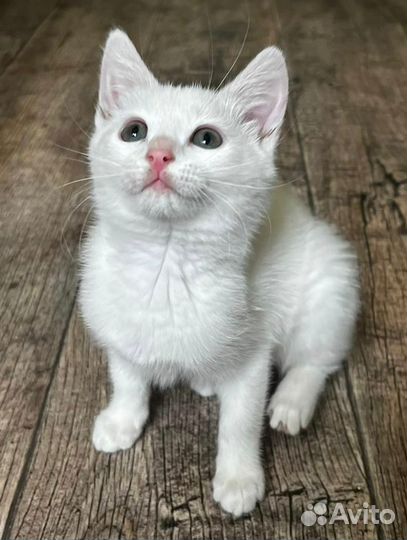 Кошки в добрые руки