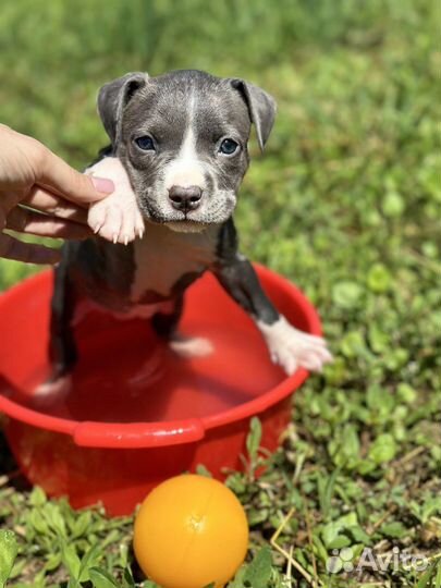 Щенки голубого амстаффа