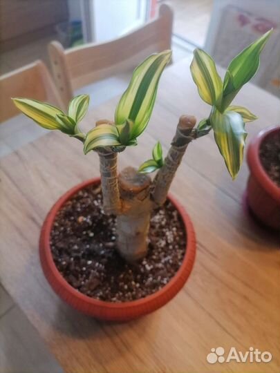 Пальма, хлорофитум, золотой ус