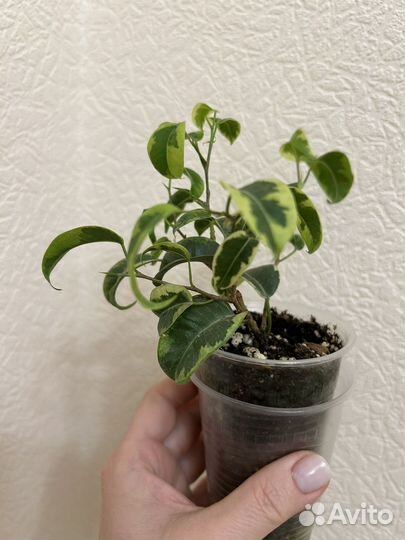 Фикус бенджамина ирен
