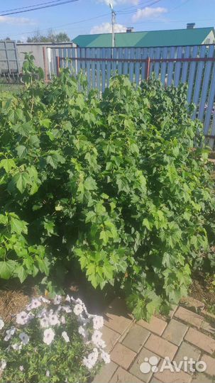 Саженец черной смородины