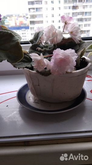 Фиалки цветущие