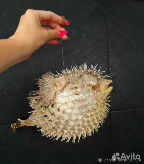 Морские ракушки и рыба-еж бесплатно