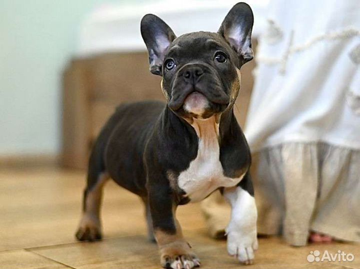 Щенок Американского Булли экзот