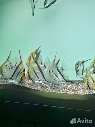 Скалярии 24 штуки