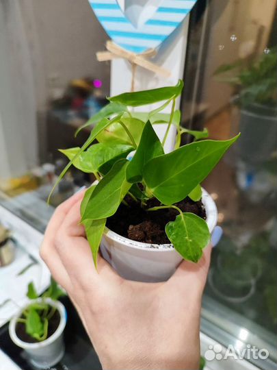 Антуриум красный