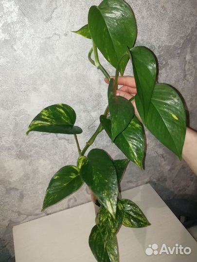 Сциндапсус