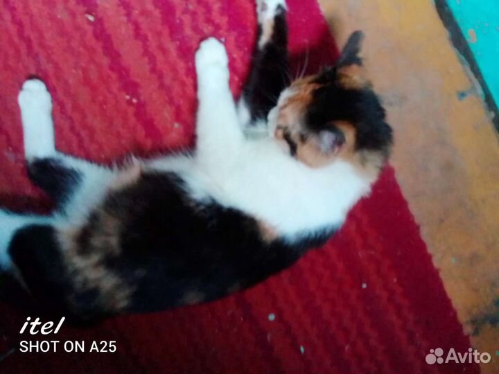 Кошки в добрые руки бесплатно