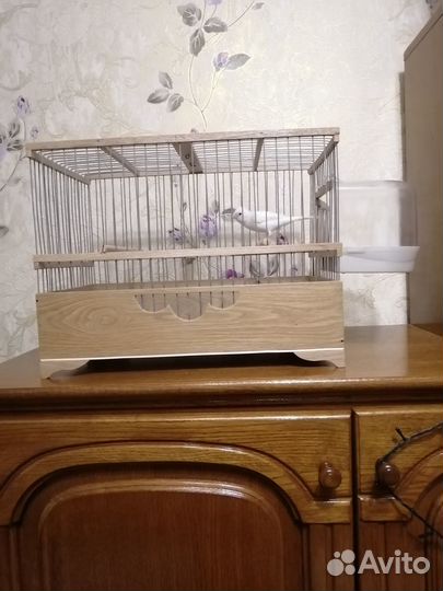 Канарейки и кенары