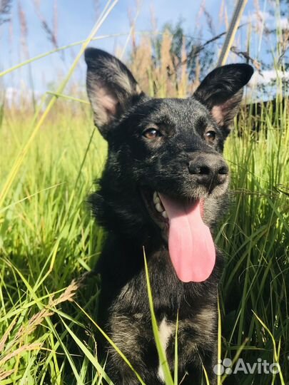 Собаки 5 месяцев девочки