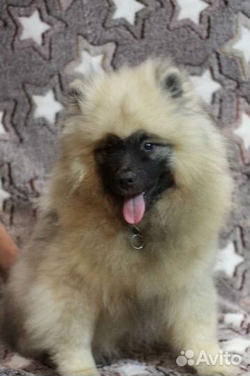 Кеесхонд (вольфшпиц)