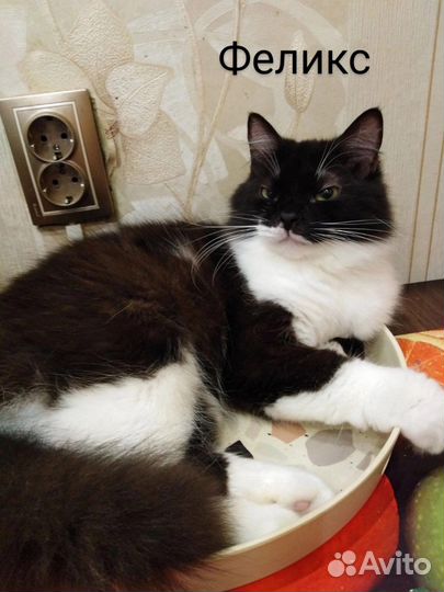 Феликс ищет дом/ кот в добрые руки