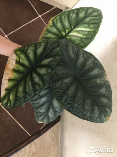 Алоказия шкура дракона