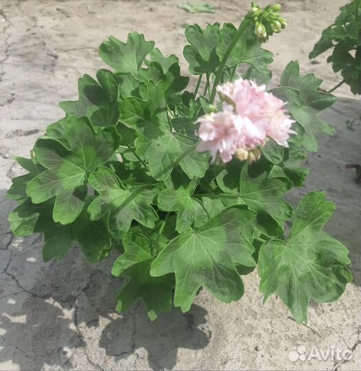 Пеларгония герань сортовая