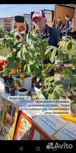 Лимон,апельсин,мандарин,цитрон,каламондин