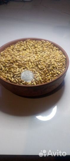 Солод светлый из пивоваренного двухрядного ячменя