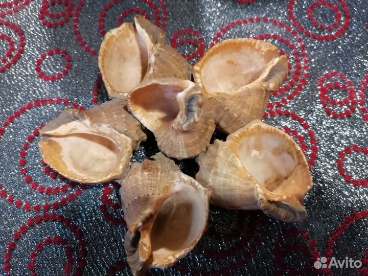 Пепельница из морских ракушек