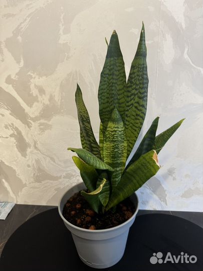 Сансевиерия