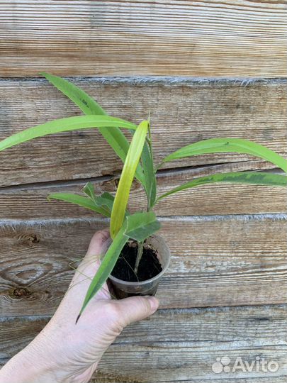 Фикусы разные