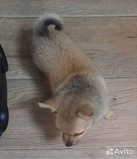 Щенок Метис