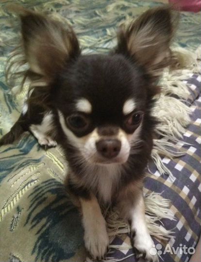 Чихуахуа приглашает на вязку