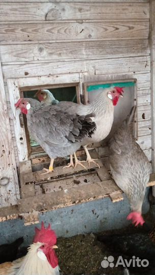Куры Леггорн Изобель