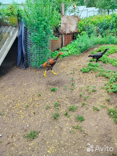 Бойцовая птица