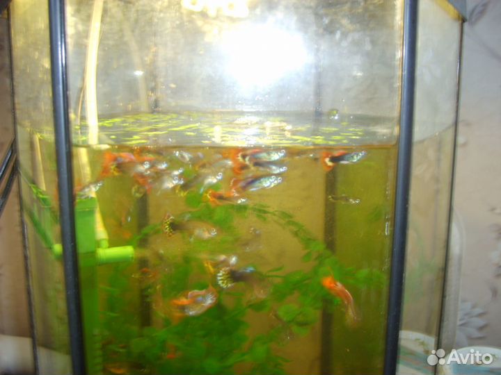 Аквариумные рыбки гуппи