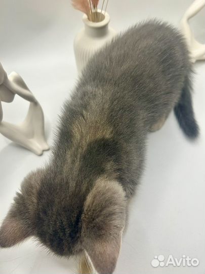 Продам шотладского мальчика