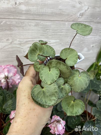 Цикламен purpurascens(пурпурный)