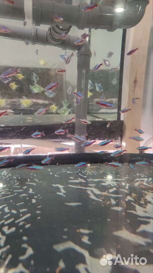 Аквариумные рыбки