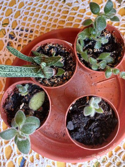 Суккуленты