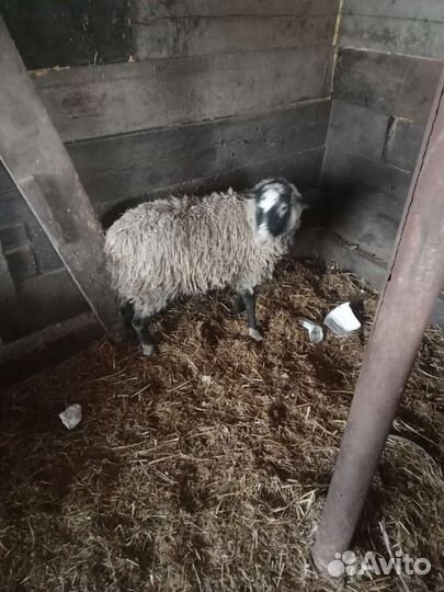 Романовские овцы племенные