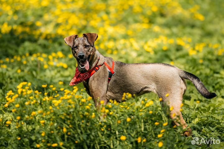 Собака ищет семью