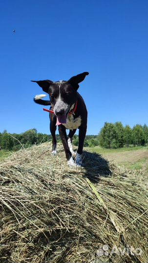 Собака в добрые руки отдам бесплатно