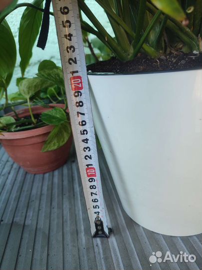 Спатифиллум