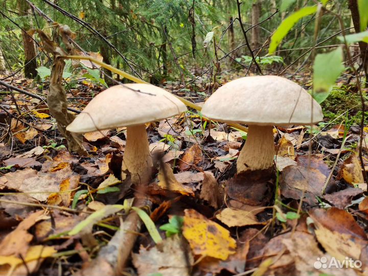 Продам сушеные грибы, сушеные лисички