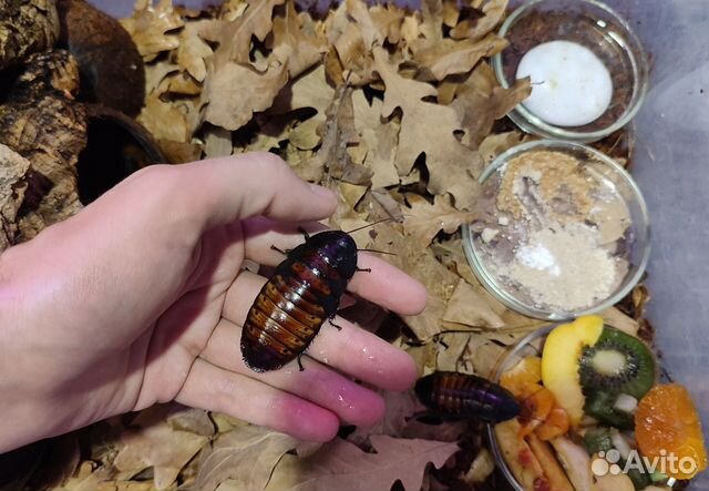 Доставка / Таракан Мадагаскарский Шипящий (разные)